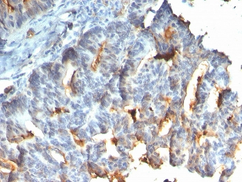 MUC1 Antibody / Mucin-1