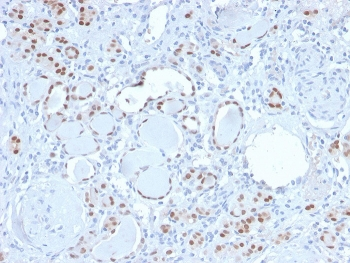 PAX8 Antibody