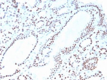 PAX8 Antibody