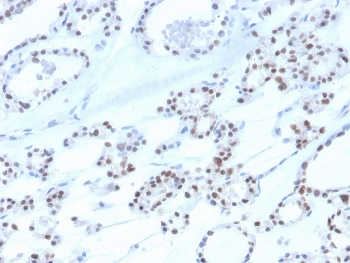 PAX8 Antibody