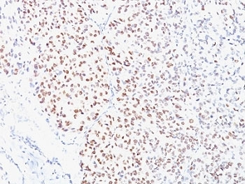 MITF Antibody