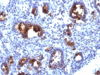 MUC3 Antibody