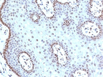 c-Myc Antibody