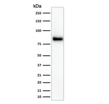 CD44 Antibody / HCAM