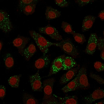 MVP Antibody / Major Vault Protein