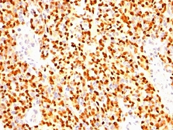 Myogenin Antibody / MYOG