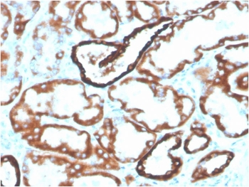 Cadherin 16 antibody (Biotin)