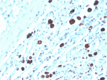 Napsin A antibody (Biotin)