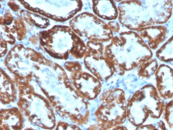 CD137L antibody (Biotin)