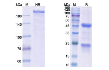 14F7 (ganglioside N-glycolyl GM3) - Research Grade Biosimilar Antibody