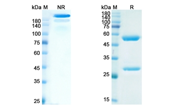 Abituzumab (ITGAV /CD51) - Research Grade Biosimilar Antibody