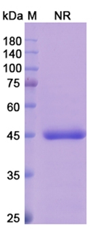 Abrezekimab (IL13) - Research Grade Biosimilar Antibody