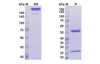 Abrilumab (ITGA4_ITGB7) - Research Grade Biosimilar Antibody