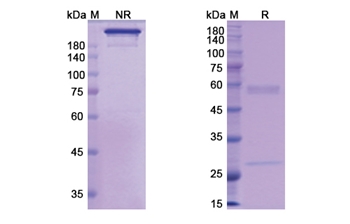 Actoxumab (toxin A) - Research Grade Biosimilar Antibody