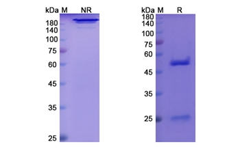 Afasevikumab (IL17A /IL17F) - Research Grade Biosimilar Antibody