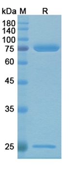 Alg-991 (Urushiol) - Research Grade Biosimilar Antibody