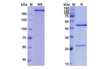Altumomab (CEACAM5/CD66e) - Research Grade Biosimilar Antibody