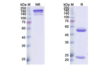 Amatuximab (MSLN) - Research Grade Biosimilar Antibody