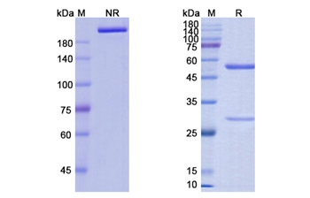 Anifrolumab (IFNAR1) - Research Grade Biosimilar Antibody