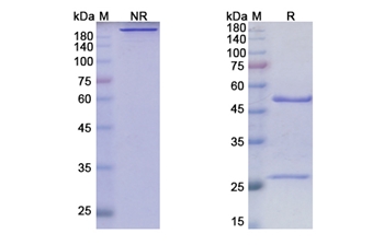 Anrukinzumab (IL13) - Research Grade Biosimilar Antibody