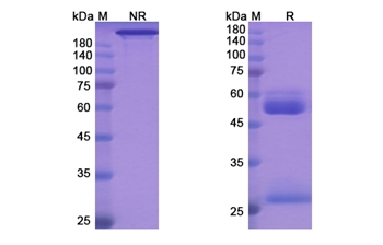 Aprutumab (FGFR2) - Research Grade Biosimilar Antibody