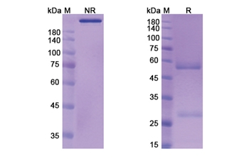 Aselizumab (SELL/CD62L ) - Research Grade Biosimilar Antibody