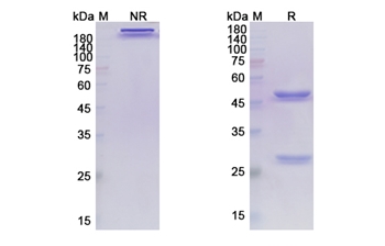 Atezolizumab (CD274/B7-H1/PDL1) - Research Grade Biosimilar Antibody