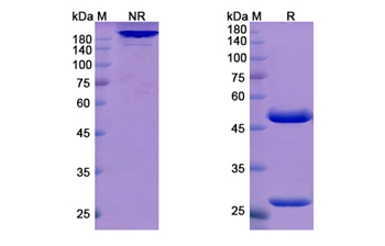 Atidortoxumab (alpha toxin) - Research Grade Biosimilar Antibody