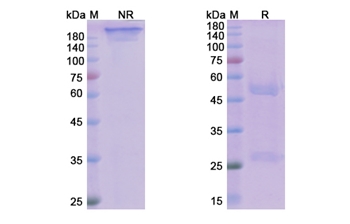 Avdoralimab (C5AR1) - Research Grade Biosimilar Antibody