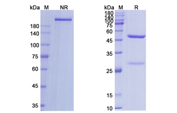 Axatilimab (CSF1R/CD115) - Research Grade Biosimilar Antibody