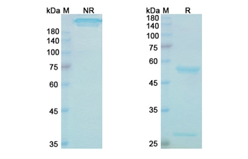 Batoclimab (FCGRT) - Research Grade Biosimilar Antibody