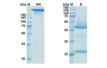 Bedinvetmab (NGF/NGFB) - Research Grade Biosimilar Antibody