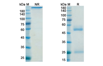 Belimumab (TNFSF13B/CD257) - Research Grade Biosimilar Antibody