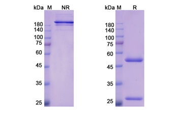 Bemarituzumab (FGFR2) - Research Grade Biosimilar Antibody