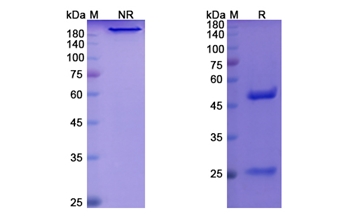 Benufutamab (TNFRSF10B/TRAILR2/ CD262) - Research Grade Biosimilar Antibody