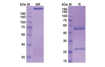 Berlimatoxumab (LukGH) - Research Grade Biosimilar Antibody