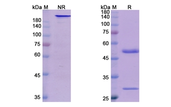 Bermekimab (IL1A) - Research Grade Biosimilar Antibody
