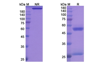 Bersanlimab (ICAM1/CD54) - Research Grade Biosimilar Antibody