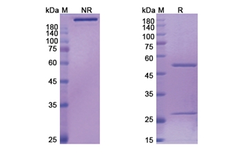 Bertilimumab (CCL11) - Research Grade Biosimilar Antibody
