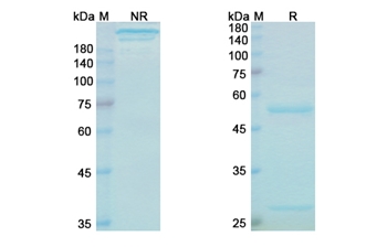 Bezlotoxumab (toxin B) - Research Grade Biosimilar Antibody