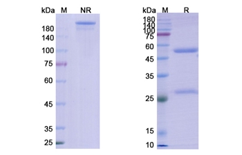Bimagrumab (ACVR2A/ACVR2B) - Research Grade Biosimilar Antibody