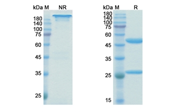 Birtamimab (SAA1) - Research Grade Biosimilar Antibody