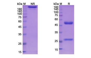 Bivatuzumab (CD44 /CD44V) - Research Grade Biosimilar Antibody