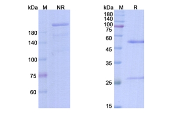 Bleselumab (CD40/ TNFRSF5) - Research Grade Biosimilar Antibody