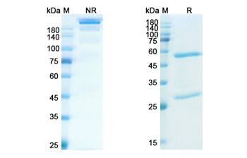Brazikumab (IL23A) - Research Grade Biosimilar Antibody