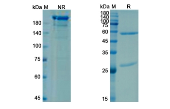 Briakinumab (IL12B) - Research Grade Biosimilar Antibody