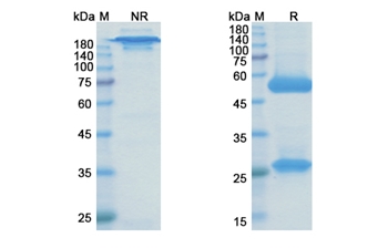 Brontictuzumab (NOTCH1) - Research Grade Biosimilar Antibody