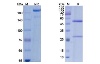 Burosumab (FGF23) - Research Grade Biosimilar Antibody