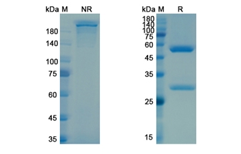 Cabiralizumab (CSF1R/CD115) - Research Grade Biosimilar Antibody