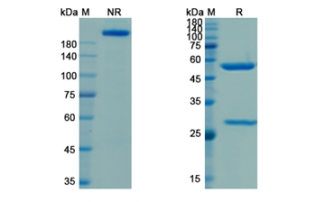 Camidanlumab (IL2RA/CD25) - Research Grade Biosimilar Antibody